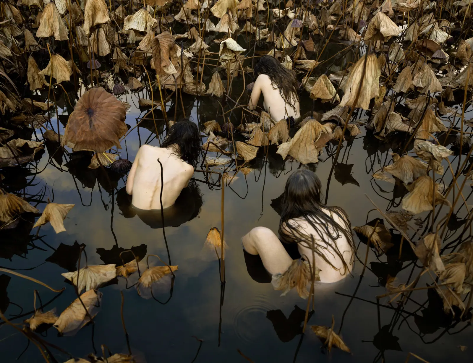 Tamara Dean - Sacred lotus, Nelumbo nucifera, in Autumn (2017)
